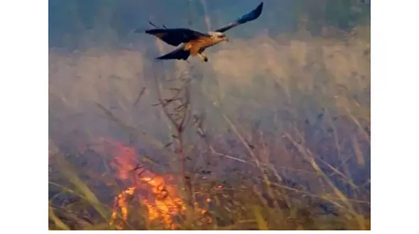 پرنده‌ جادویی، شکارش را از آتش بیرون کشید ! / حیرت انگیز و زیبا ! / حتما ببینید