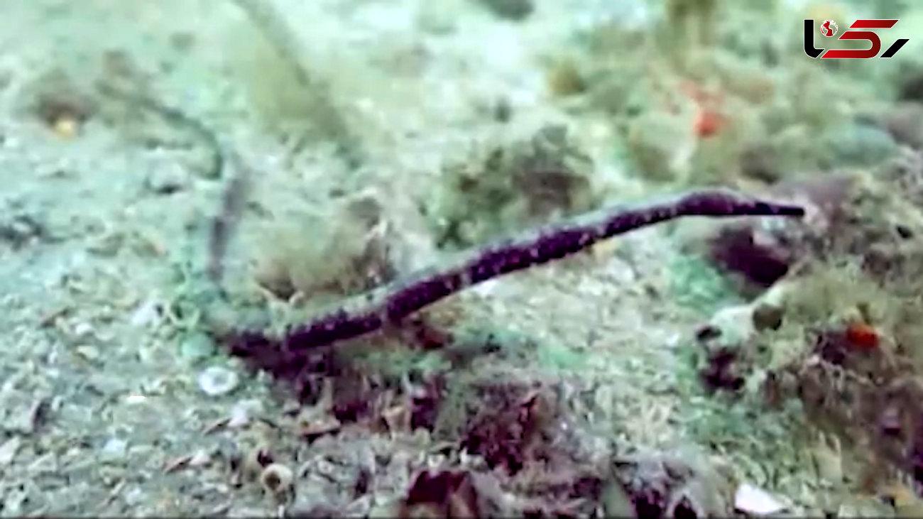 ببینید / فیلمی باورنکردنی اما واقعی از یک ماهی عجیب در خلیج فارس