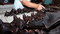 بازار فروش خفاش در چین دوباره داغ شد !