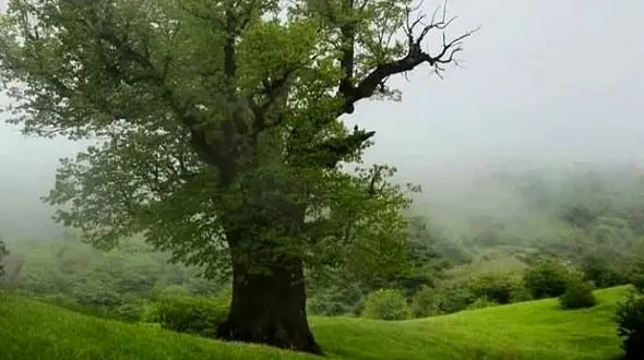 طبیعت آرامش‌ بخش و زمزمه‌ی باران