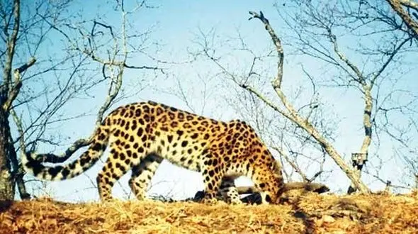 5 گربه‌سان در خطر انقراض را بشناسید +تصاویر