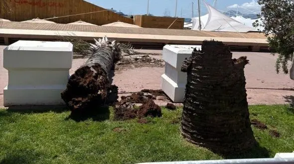 سقوط نخل در کن! حادثه‌ای که همه را شوکه کرد