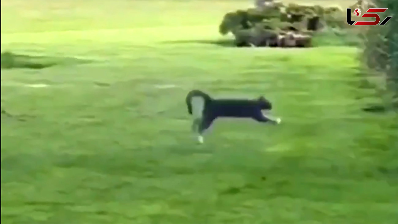 ببینید / دویدن عجیب یک بچه گربه به سبک خرگوش + فیلم