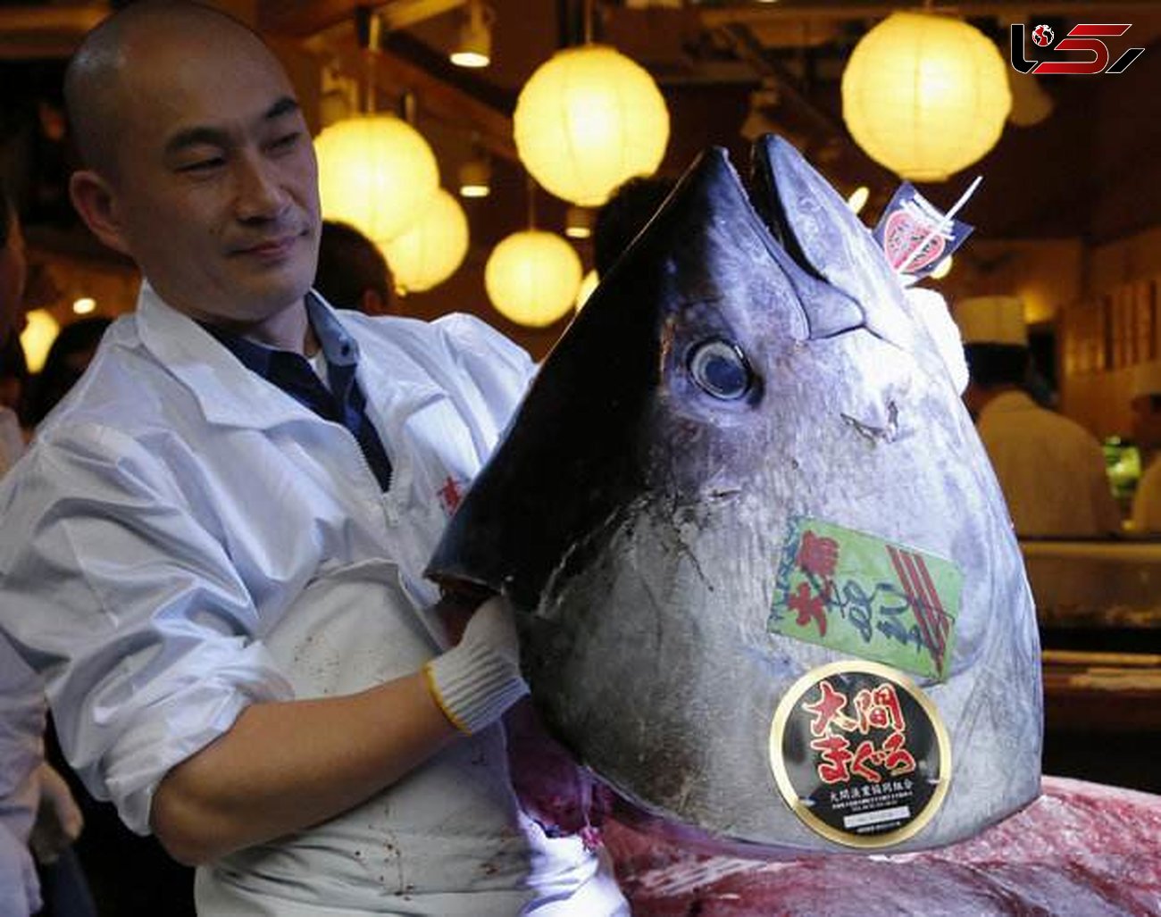 ماهی تن دو میلیارد تومانی در ژاپن به فروش رسید!
