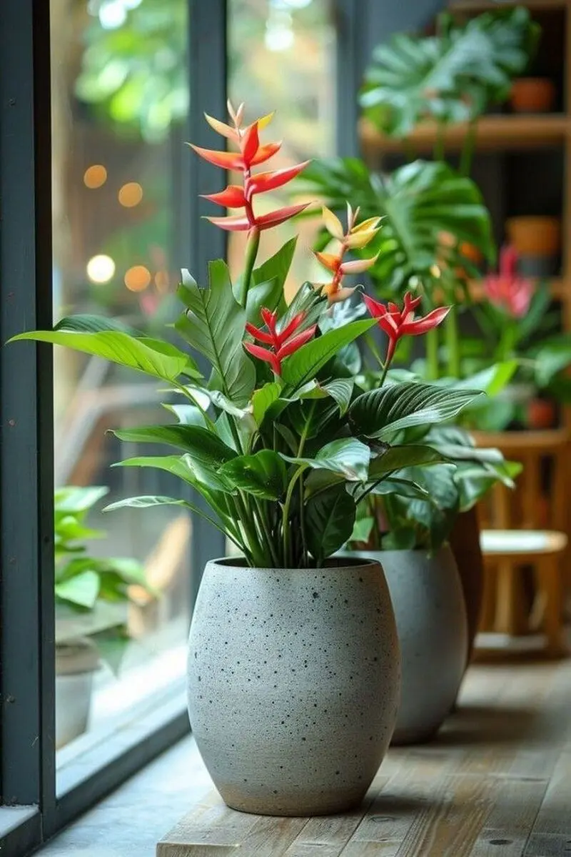 عکس از گیاهان آپارتمانی کم نور