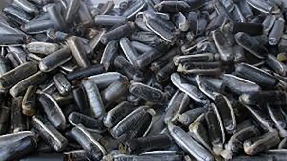 بازداشت 4 مرد با معده هایی پر از تریاک در مشهد