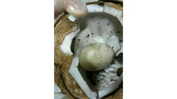 نارگیل سمی 4 نفر را راهی بیمارستان کرد