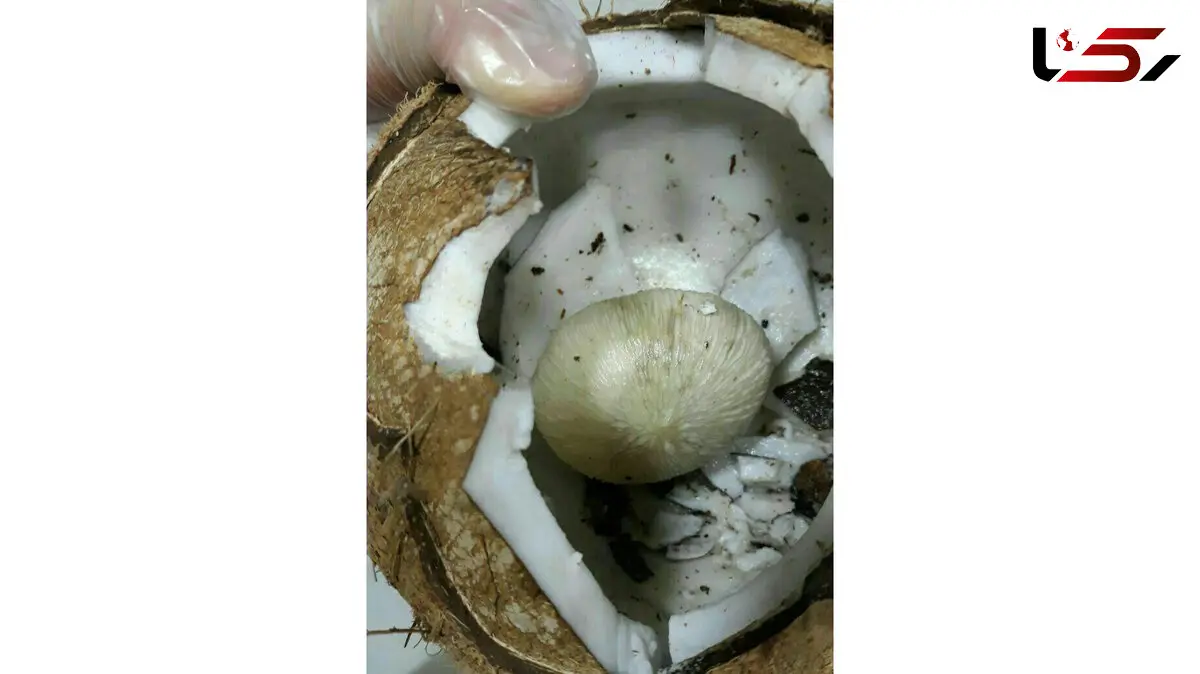 نارگیل سمی 4 نفر را راهی بیمارستان کرد