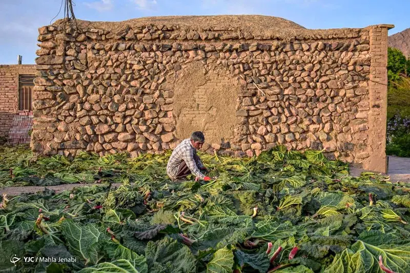 دشت زیبای ریواس 23