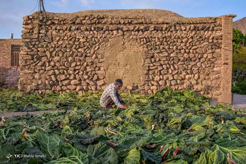 دشت زیبای ریواس 23