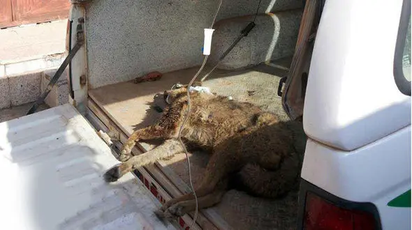 همت پزشکان و همیاران محیط زیست برای نجات جان یک شغال+عکس