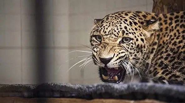 جفت گیری پلنگ‌های باغ‌ وحش تهران / برای اولین بار رخ داد