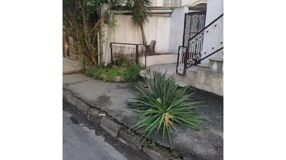سرقت گل یوکا در خیابان باغ سنگ ساری 