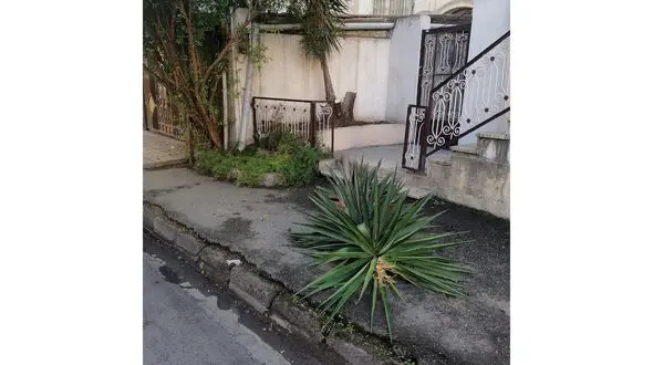 سرقت گل یوکا در خیابان باغ سنگ ساری 