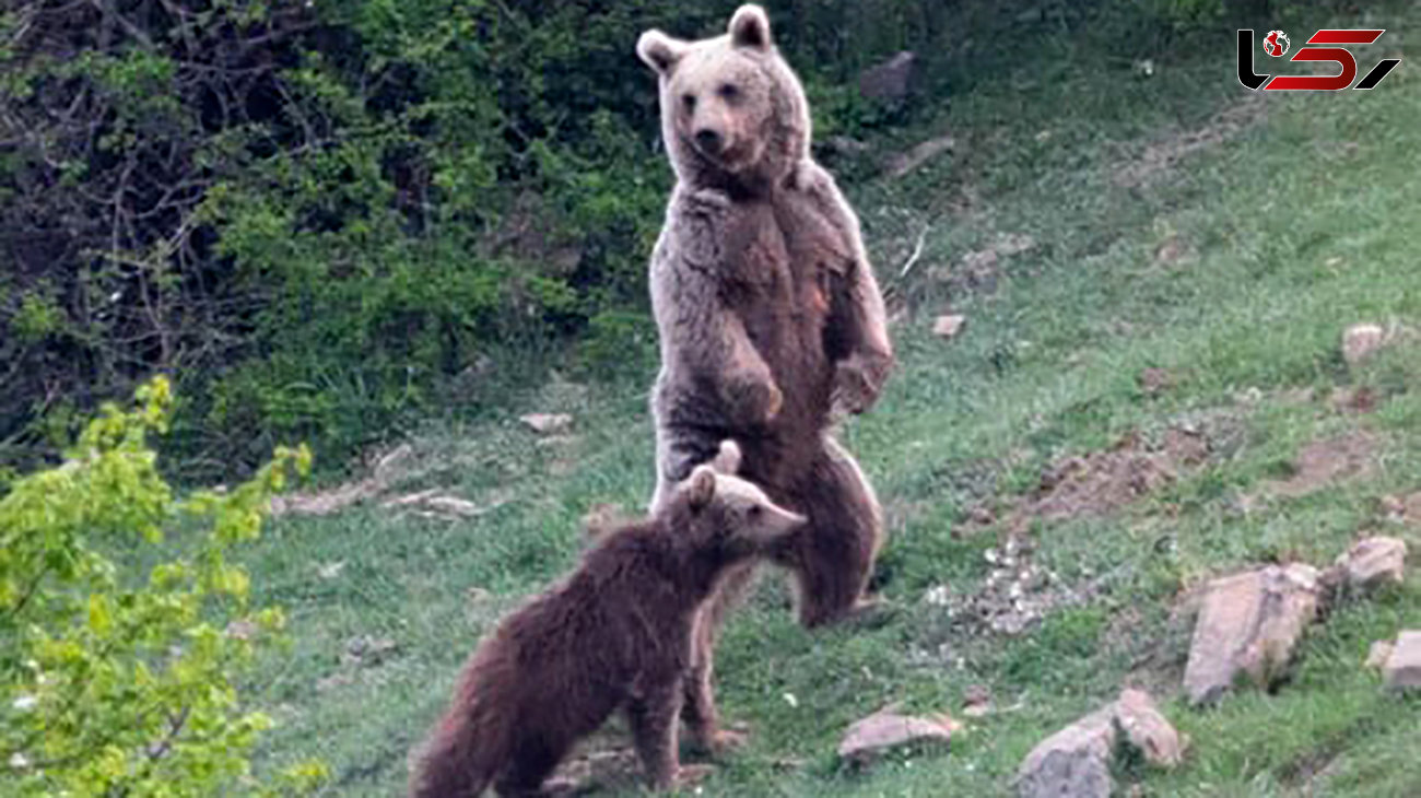 این خرس در ایران مانند انسان روی دو پا ایستاد !  + عکس