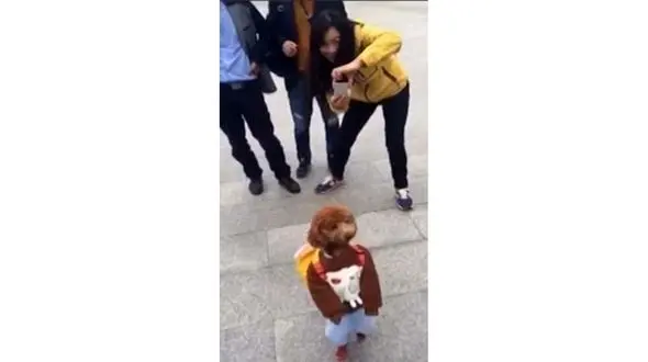 این سگ در خیابان ها مردم را حیرت زده کرد+عکس