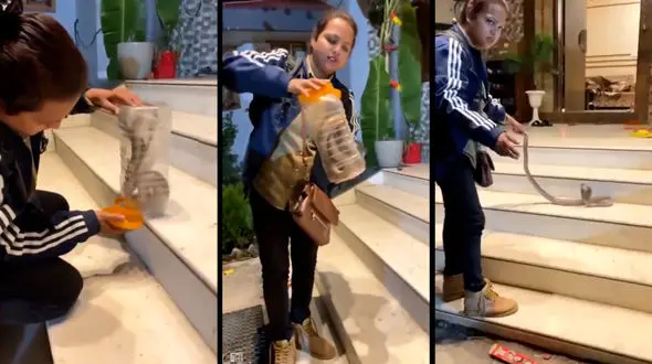 ببینید / شکار مار سمی توسط دختر جوان + فیلم 