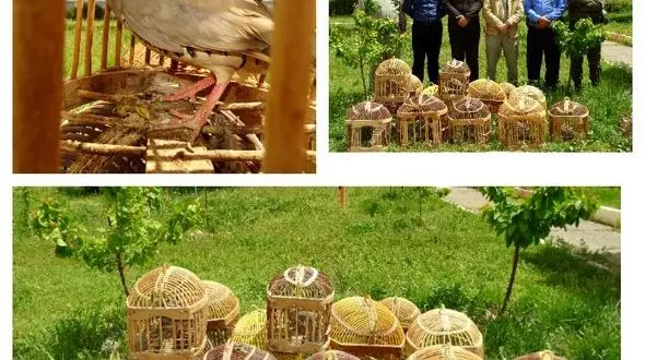 کشف هفت قطعه کبک از شکارچی سابقه دار در سنندج