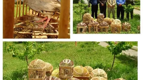 کشف هفت قطعه کبک از شکارچی سابقه دار در سنندج