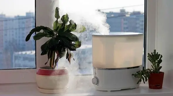 روش های شادابی و سرزنده نگه داشتن گیاهان آپارتمانی