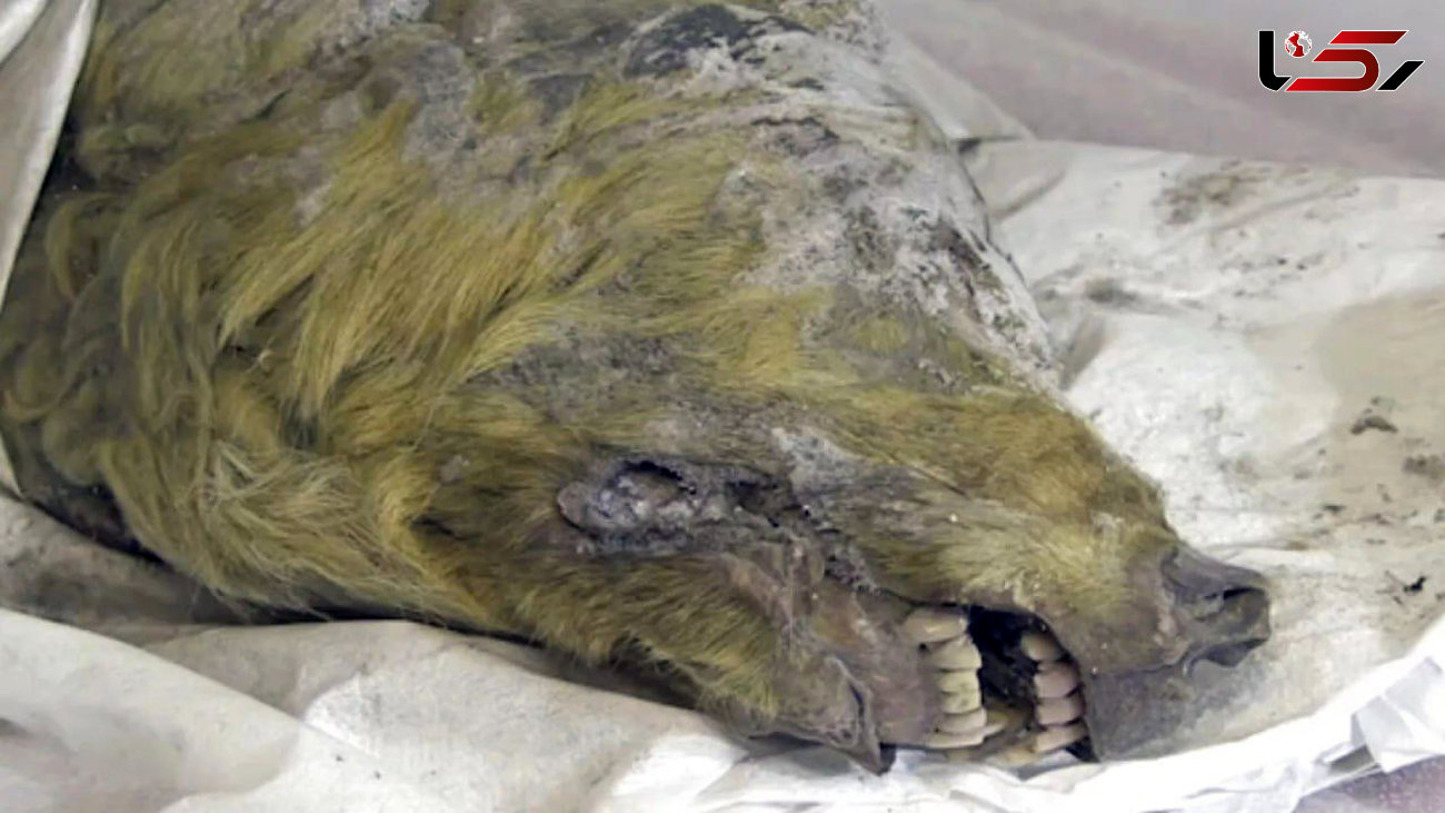 گرگ ۴۴ هزار ساله با دندان‌های سالم در سیبری پیدا شد