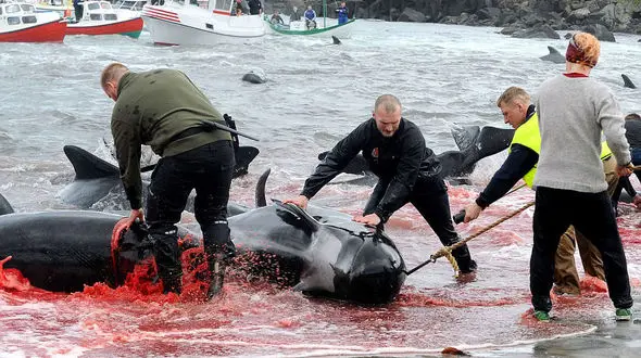 سلاخی دردناک نهنگ های خلبان را در یک سنت بی رحمانه ببینید! +تصاویر