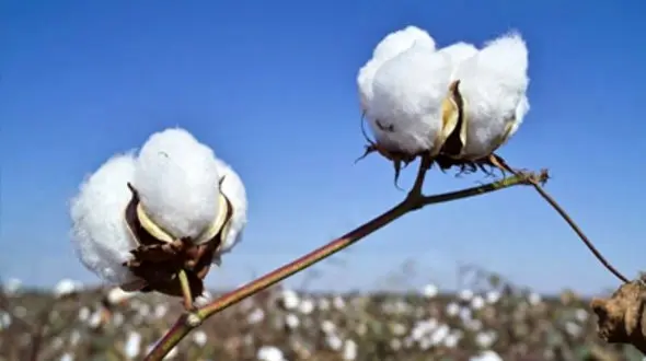 گیاهان فوق العاده مفید در درمان تیروئید