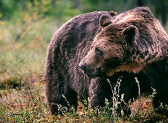 شکار یک گوزن غول پیکر توسط خرس + فیلم