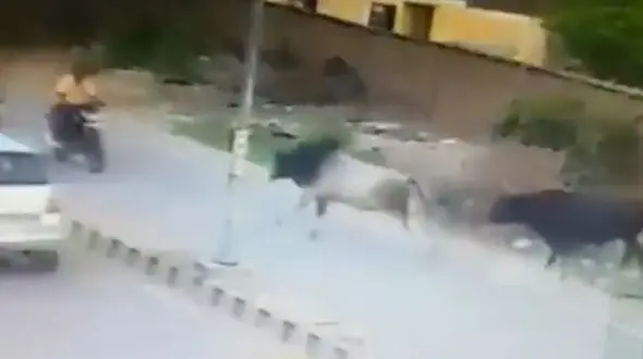 حمله عجیب  گاو  به یک موتور سوار + فیلم