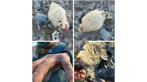 حمله گرگ وحشی به  چوپان و گله گوسفند / مرد کرمانی راهی بیمارستان شد + عکس