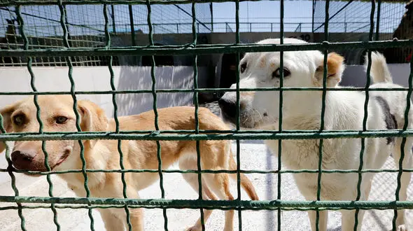 پانسیون های تولید مثل حیوانات؛ ظلمی فاحش به حیات وحش / ایمان معماریان: حیوانات خانگی را از افراد سودجو نخرید + فیلم