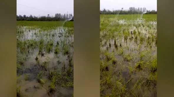 فیلم شکار بی‌رحمانه پرندگان با تورهای مرگبار هوایی در گیلان و مازندران/ مه‌رو: استفاده از تورهای هوایی غیرقانونی است