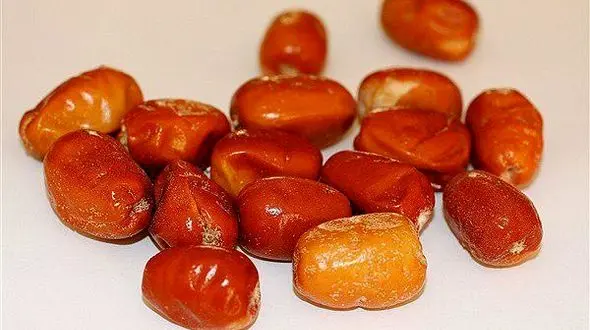 پودر سنجد سرشار از کلسیم طبیعی