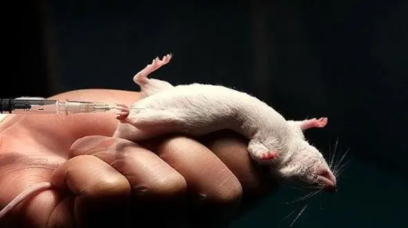 نحوه استفاده از حیوانات در تولید واکسن کرونا + صوت