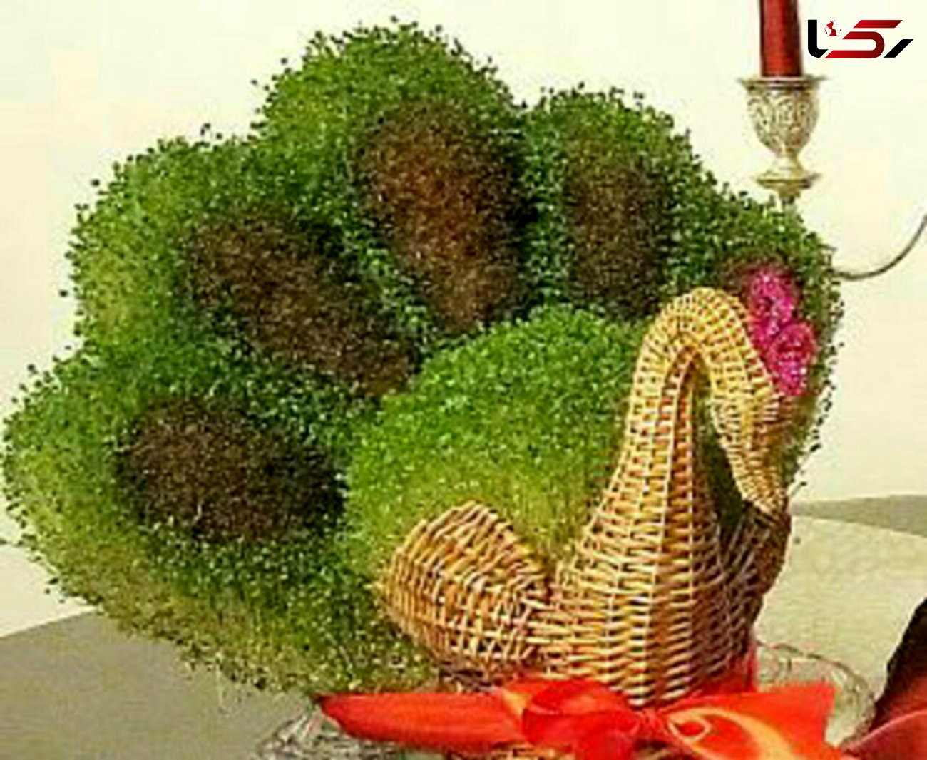 سبزه عیدتان را به شکل طاووس در آورید 
