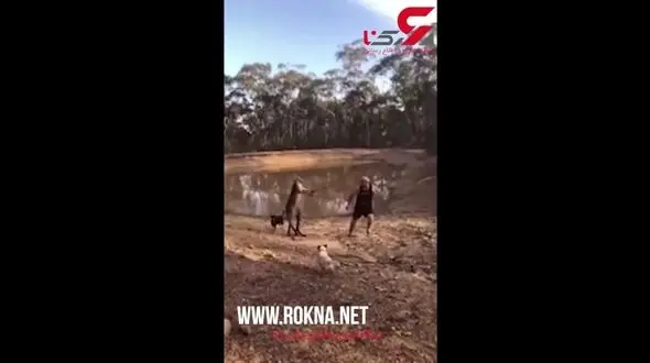 حمله برق آسای کانگورو به یک مرد و دو سگ اش +فیلم