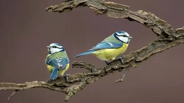 پرنده‌ها هم به خاطر «بی وفایی» از هم طلاق می‌گیرند! / گزارش یک شگفتی
