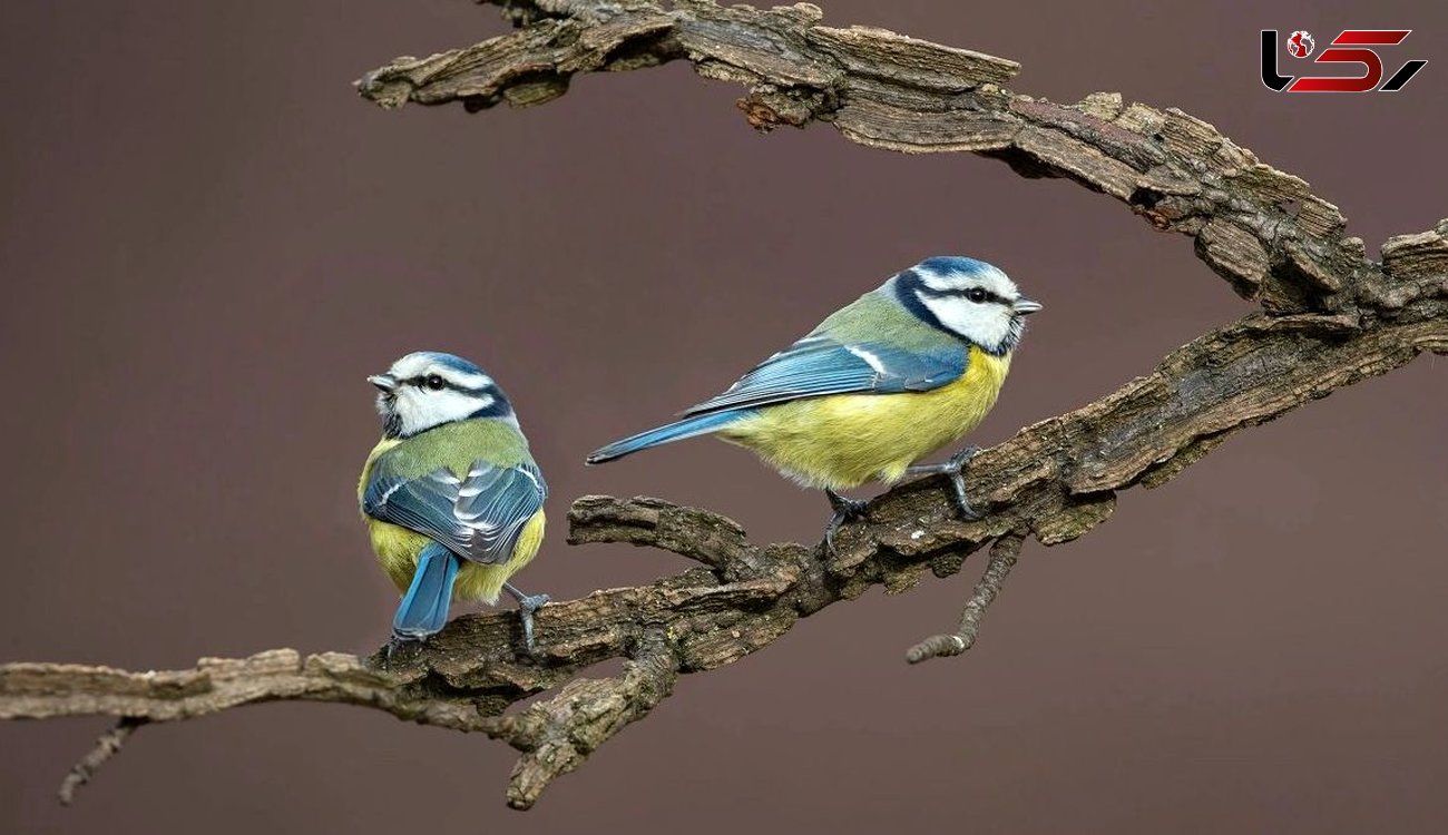 پرنده‌ها هم به خاطر «خیانت» از هم طلاق می‌گیرند! / گزارش یک شگفتی