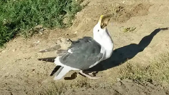 صحنه عجیب بلعیدن سنجاب توسط مرغ دریایی!