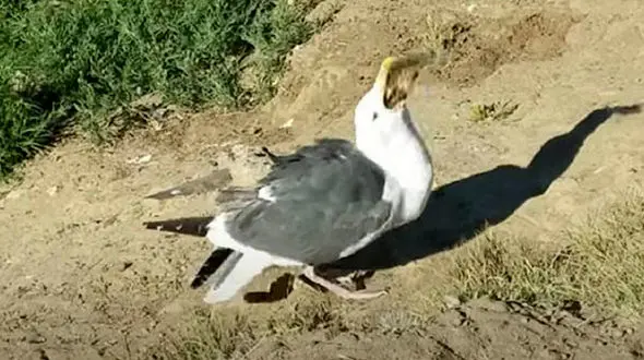 صحنه عجیب بلعیدن سنجاب توسط مرغ دریایی!