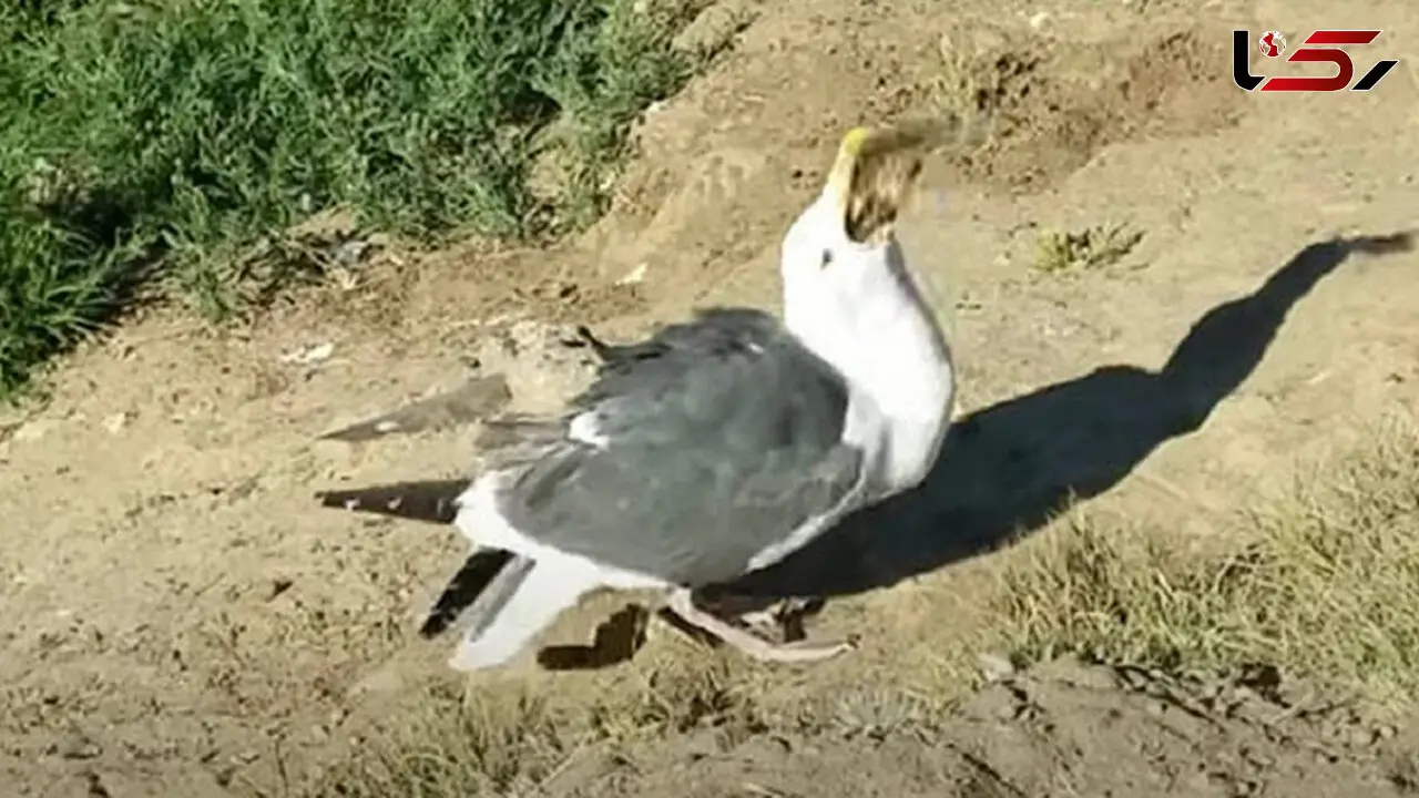 صحنه عجیب بلعیدن سنجاب توسط مرغ دریایی!