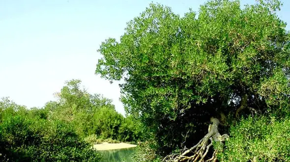 مصوبه‌ای عجیب برای سنگر نیمه جان منابع طبیعی