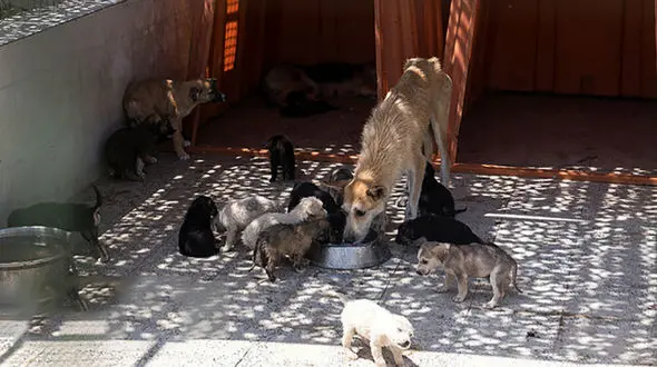 همکاری شهرداری با حامیان حیوانات در رهاسازی سگ های ولگرد