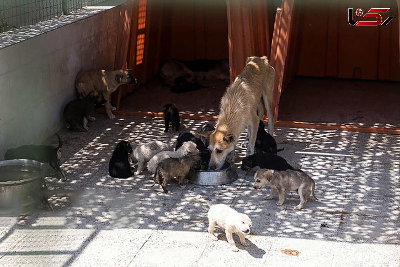 همکاری شهرداری با حامیان حیوانات در رهاسازی سگ های ولگرد