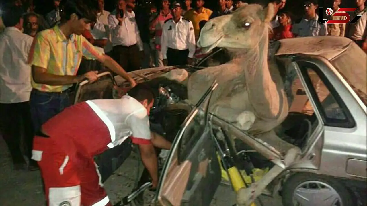 باز هم شتر جان یک راننده پراید دیگر را گرفت ! 