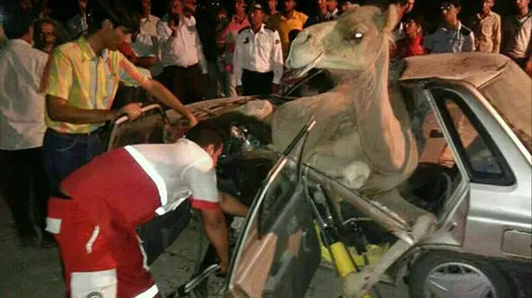 باز هم شتر جان یک راننده پراید دیگر را گرفت ! 