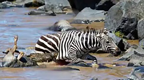 فرار گورخر از دهان کروکودیل + فیلم