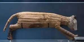 آیا قربانی‌ های مصر باستان باعث پیدایش گربه خانگی شدند؟
