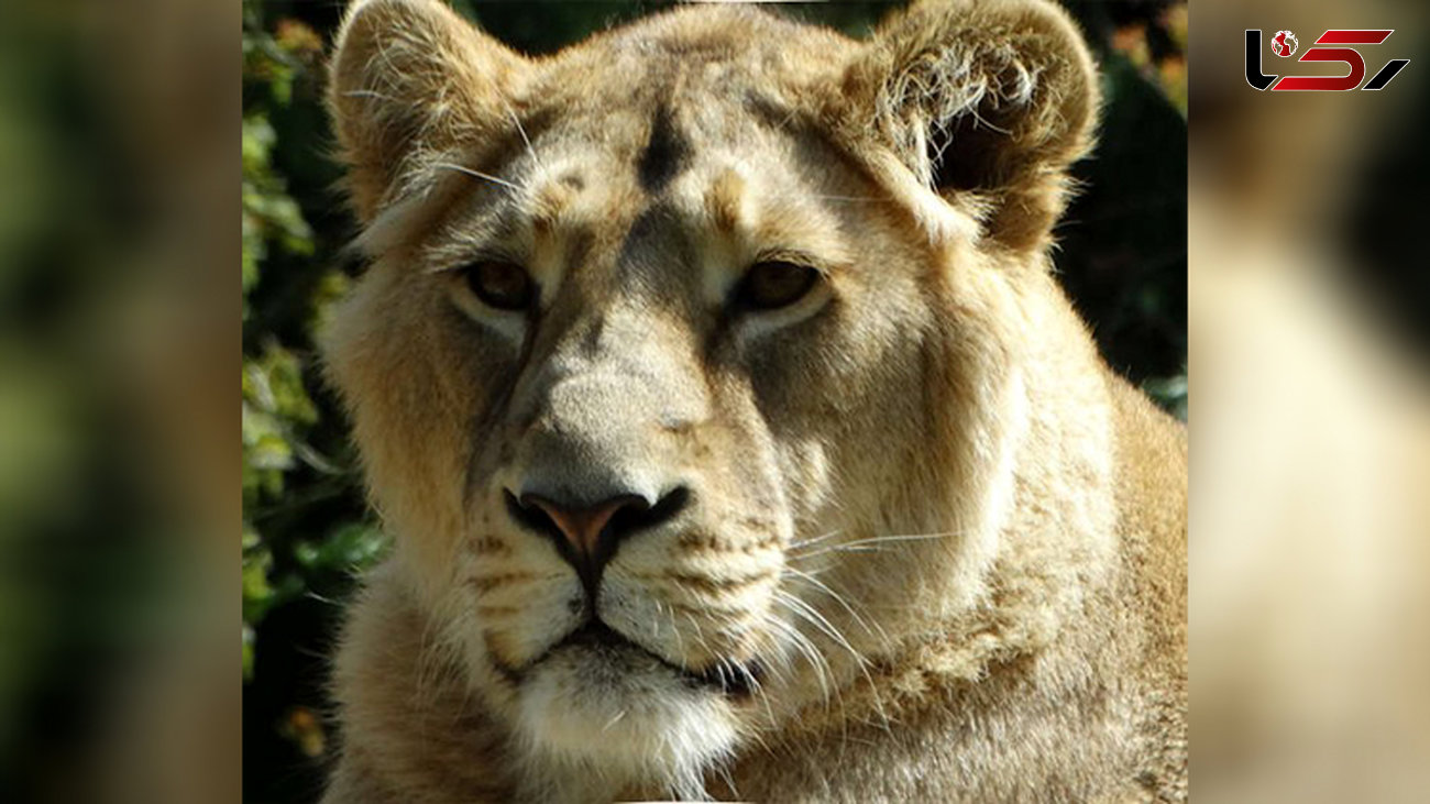 «سونیکا» جایگزین کامران در باغ وحش انگلیس/ عکس