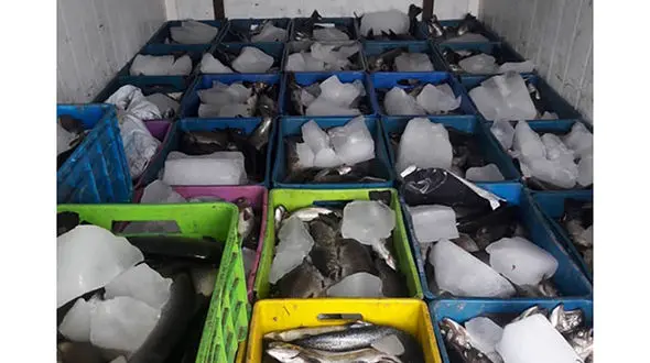 توقیف بیش از ۳ تن قزل‌آلا فاقد مجوز در سرخه